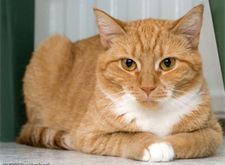 Ginger 2