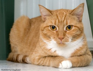 Ginger 2
