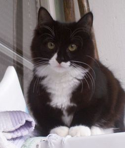 Elisa