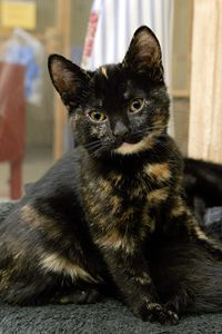 Hera