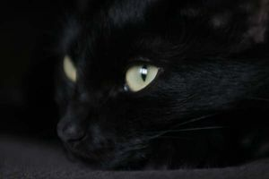 Kali - del 2