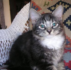Dimitris
