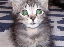 Sotiris