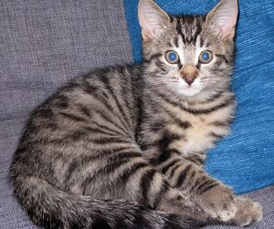 Timo