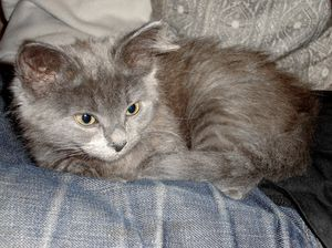 Kirri