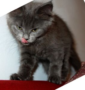 Kirri 2