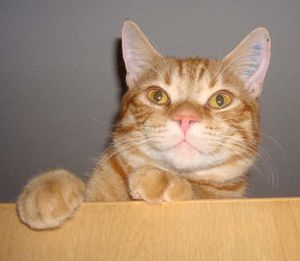 Steve 2