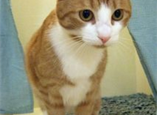 Tassla 2