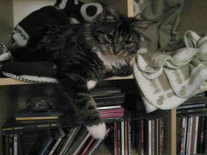 Dimitris