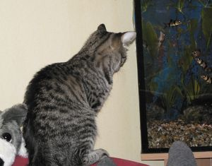 Hilja
