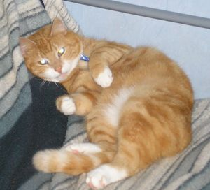 Julhälsning: Gismo