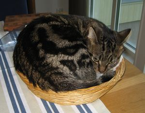 Nyårshälsning: Olivier