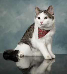 Ringo