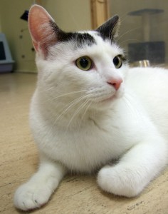 Max