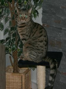Harri