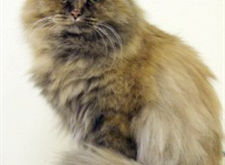 Fluffy 2