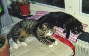 Pil och Aspa 2