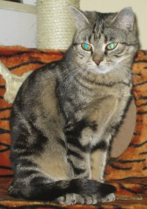 Aino