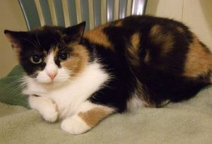 Daphne