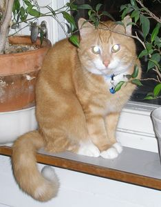 Vårhälsning: Gismo