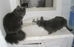 Moggie o Lillstrumpan