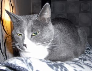 Moggie o Lillstrumpan 2