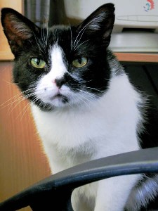 Janet