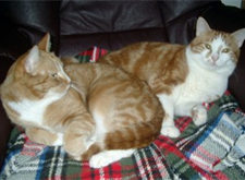 Juni: Gilbert o Gwynneth 2