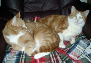 Juni: Gilbert o Gwynneth 2