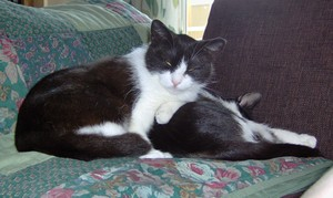 Josip o Tia Maria
