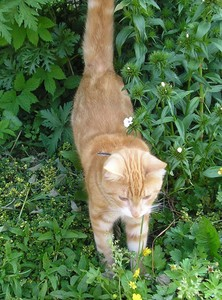 Sommarhälsning: Gismo 2008