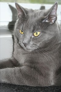 Sommarhälsning: Shayla