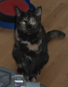 Rosa