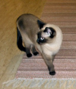 Minni