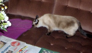 Minni 2