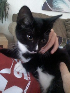 Junie 2
