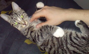 Fingal 2