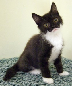 Mogwai