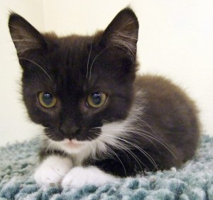 Mogwai 2