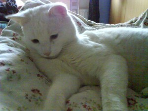 Marley o Affe 2