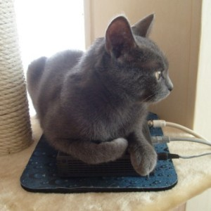 Sylvie