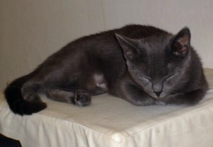 Sylvie 2