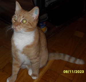 Ginger - del 2, hem nr 3