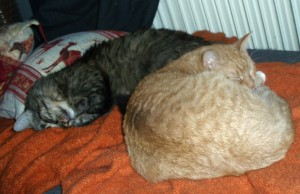 Ginger - del 2, hem nr 3 2