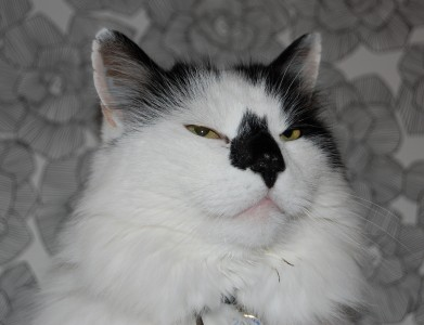 Herman 2