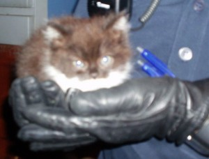 Om Yoko, Revi o Mogwai