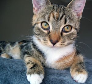 Cornelia 2