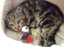 Nisse 2