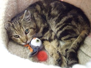 Nisse 2