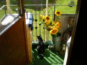 Sommarhälsning: Joline 09 2